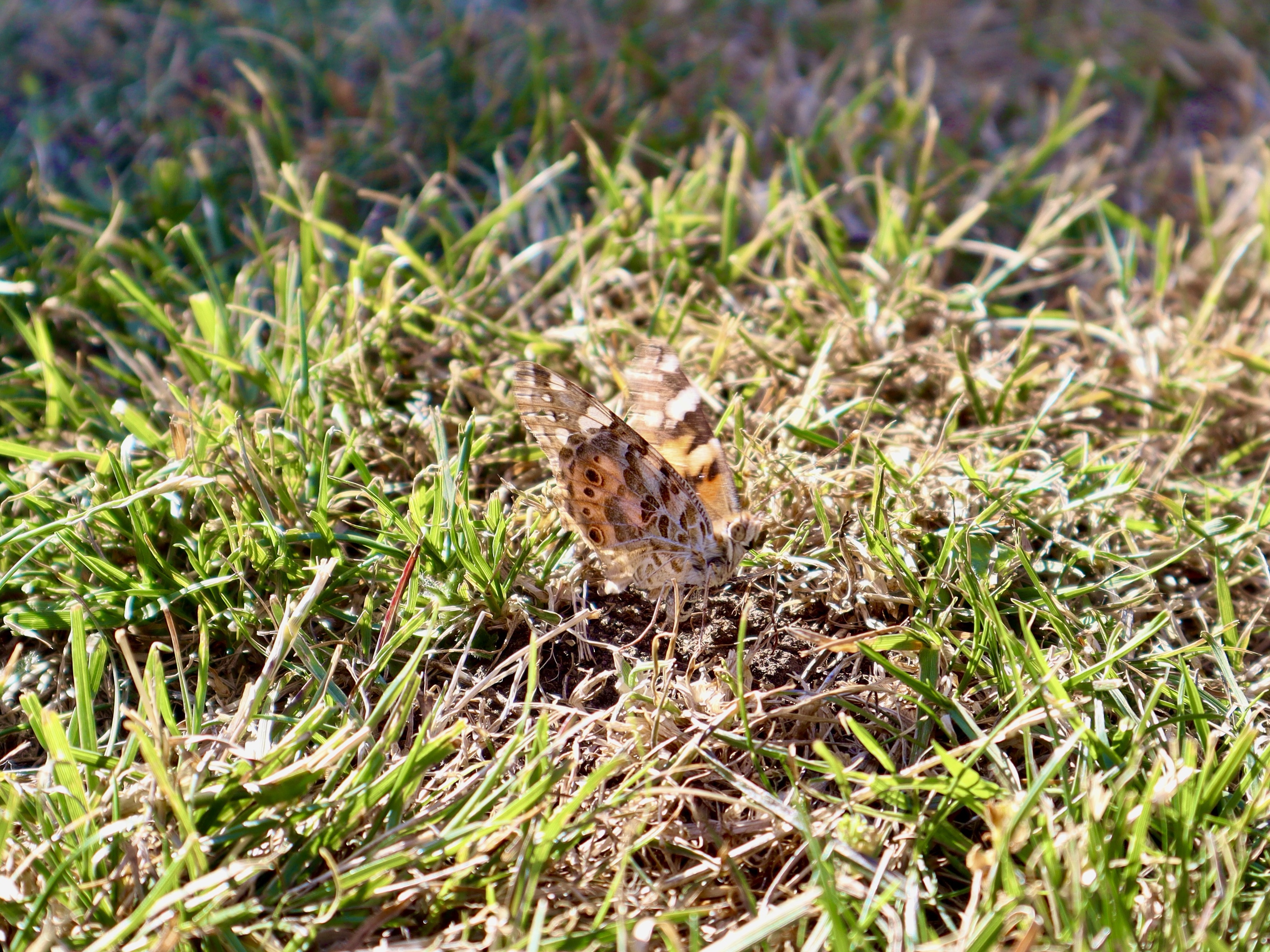 Butterfly