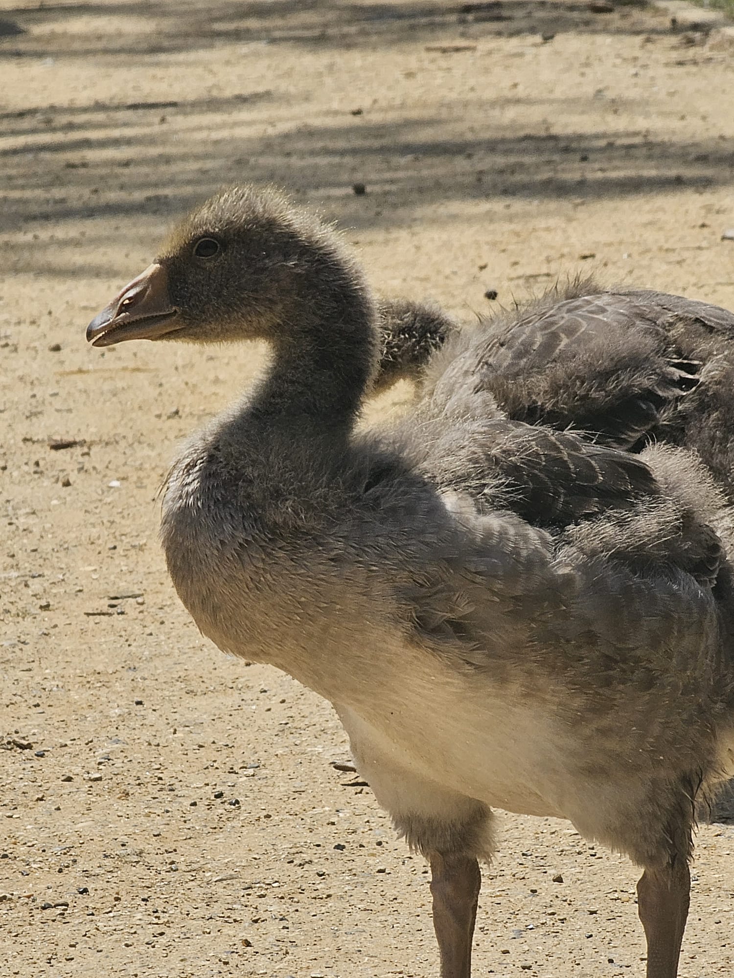 Duck
