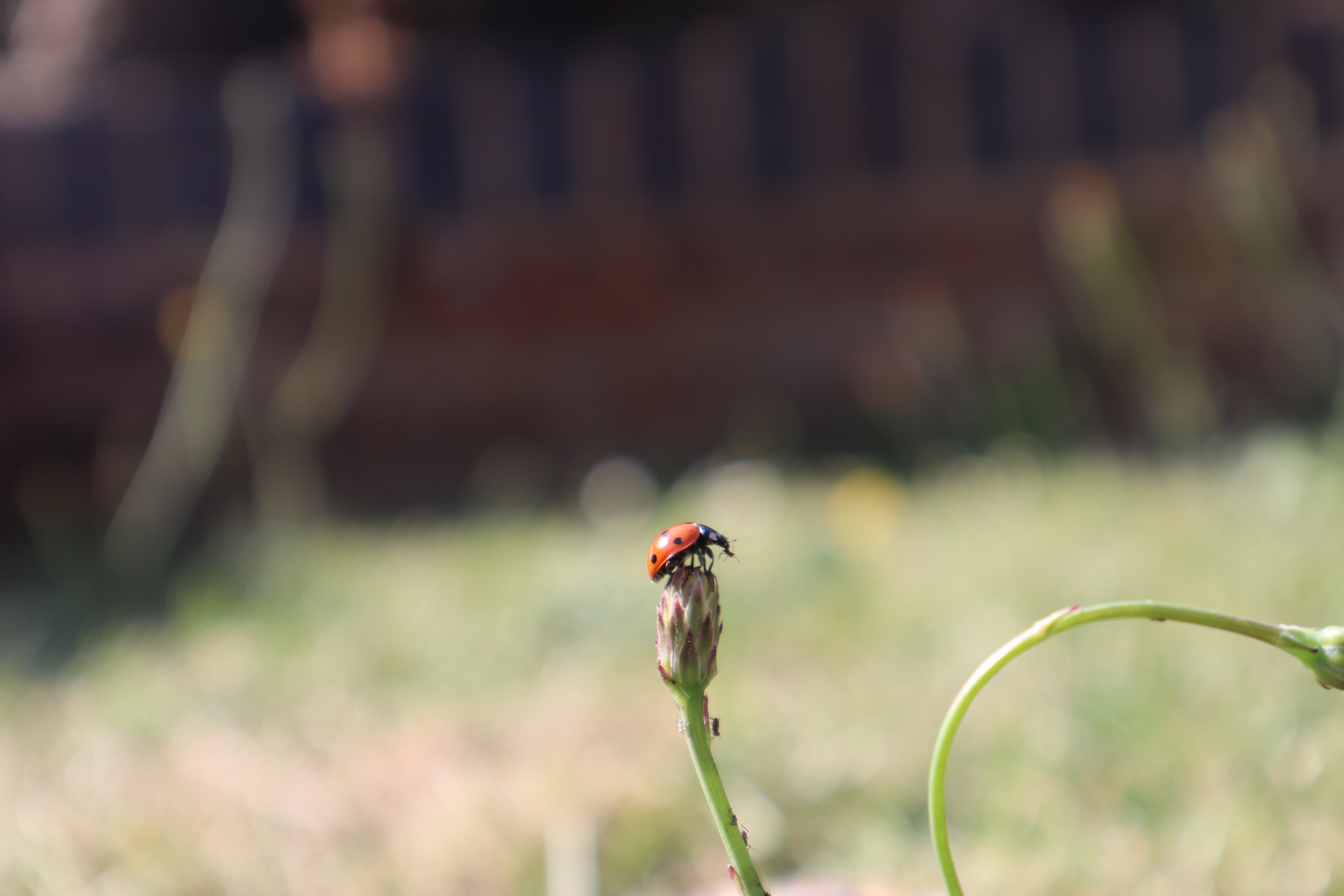 Ladybug