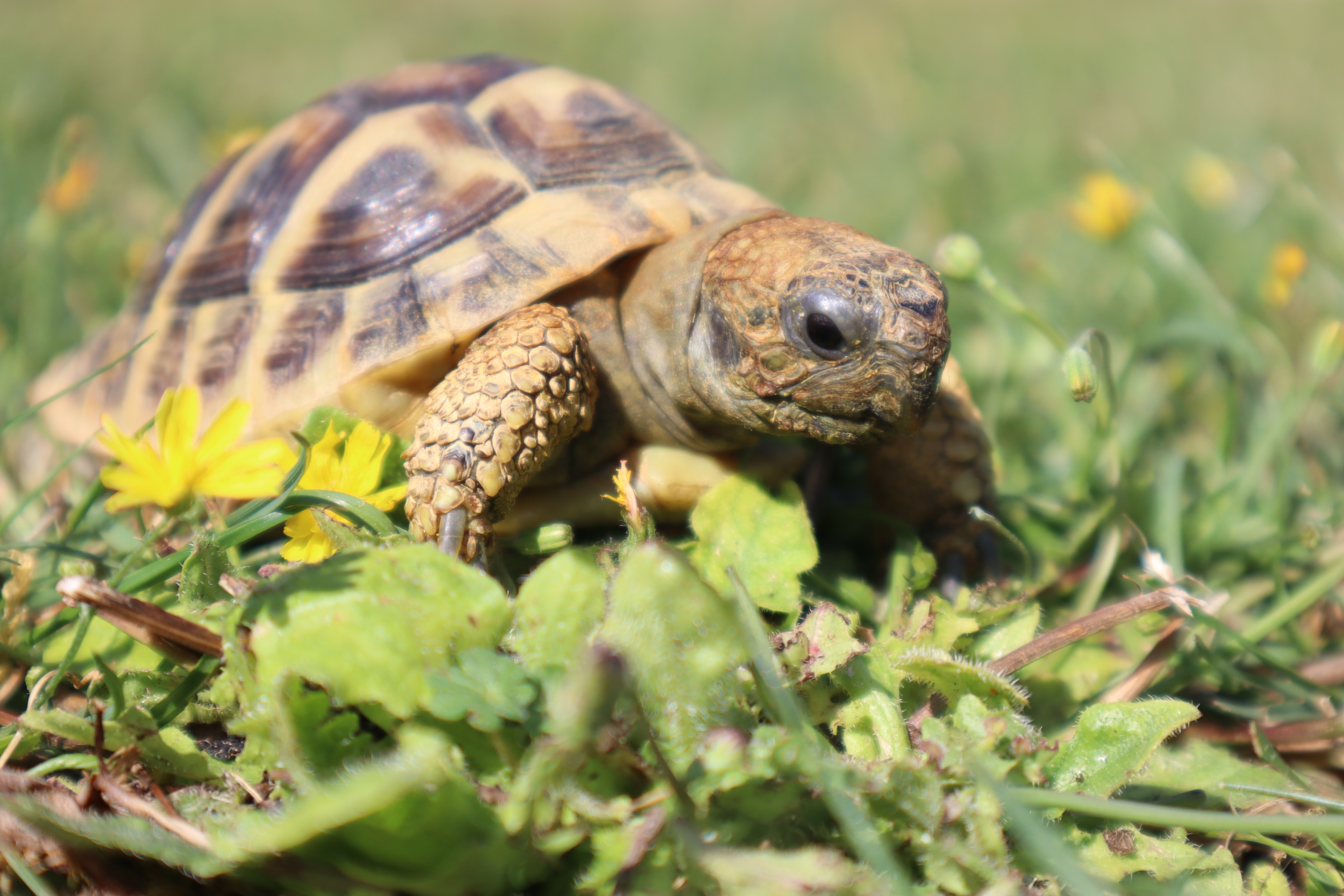 Tortoise